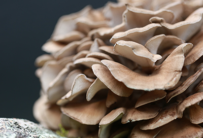 Grifola-frondosa（Maitake）3