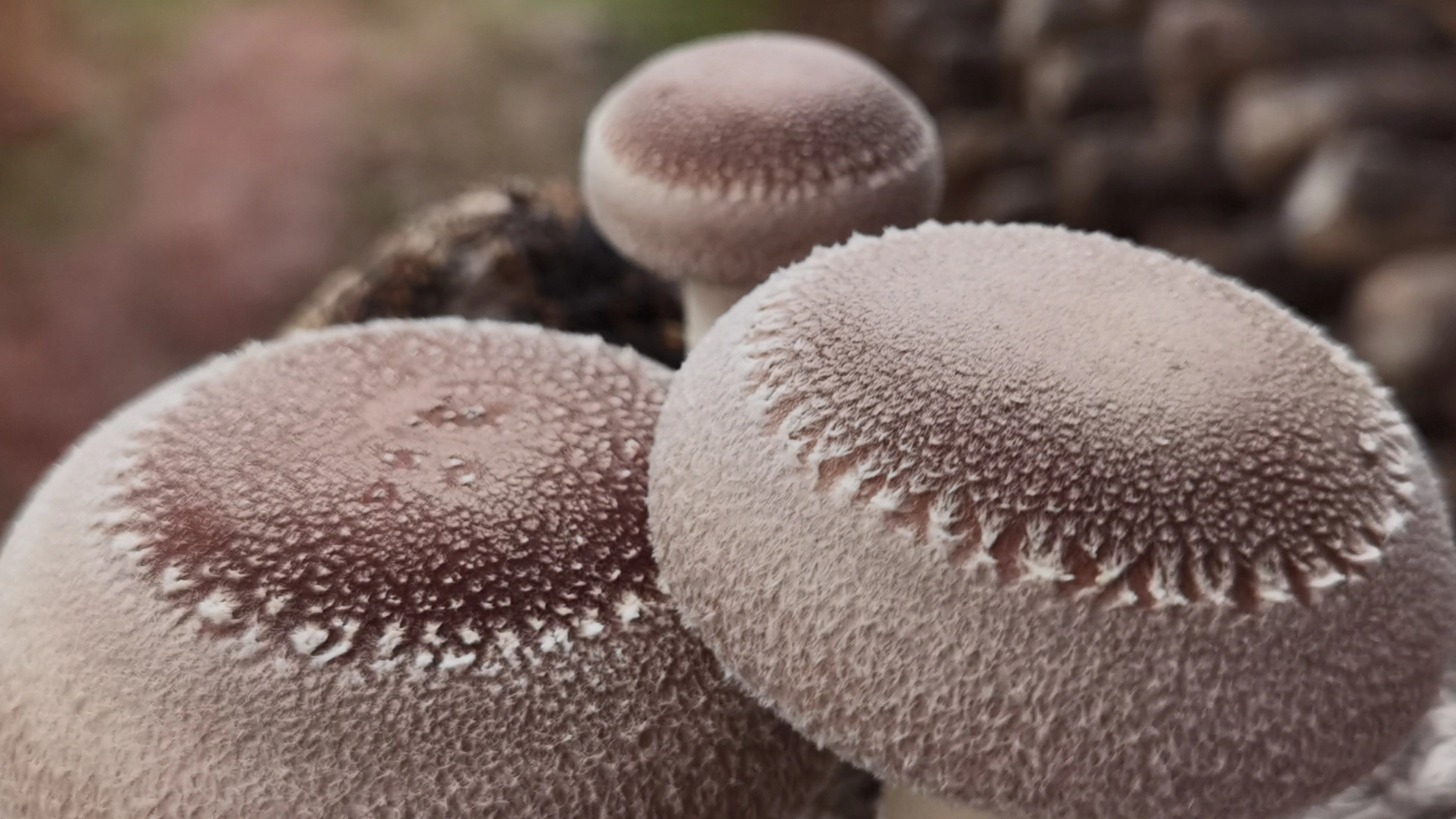 Beyond the Kitchen: The Science of Lentinan and Its Powerful Applications in Modern Nutraceuticals