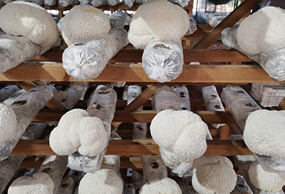 Hericium-erinaceus（Lion’s-Mane）