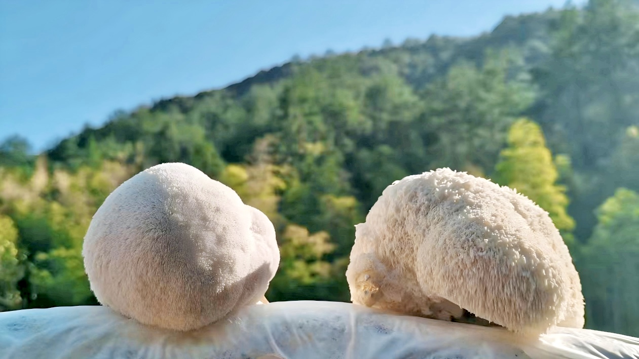 Lion's Mane Mushroom: A Comprehensive Review of Its Neuroprotective, Anti-inflammatory, and Health-Promoting Properties