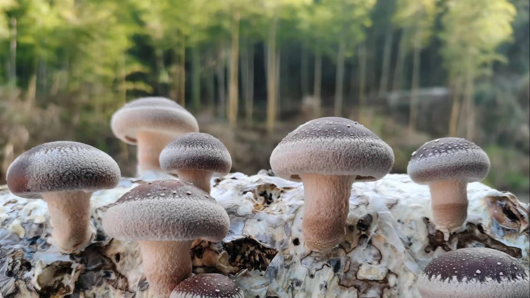 Shiitake Mushrooms and Lentinan: A Source of Nutrition and Health