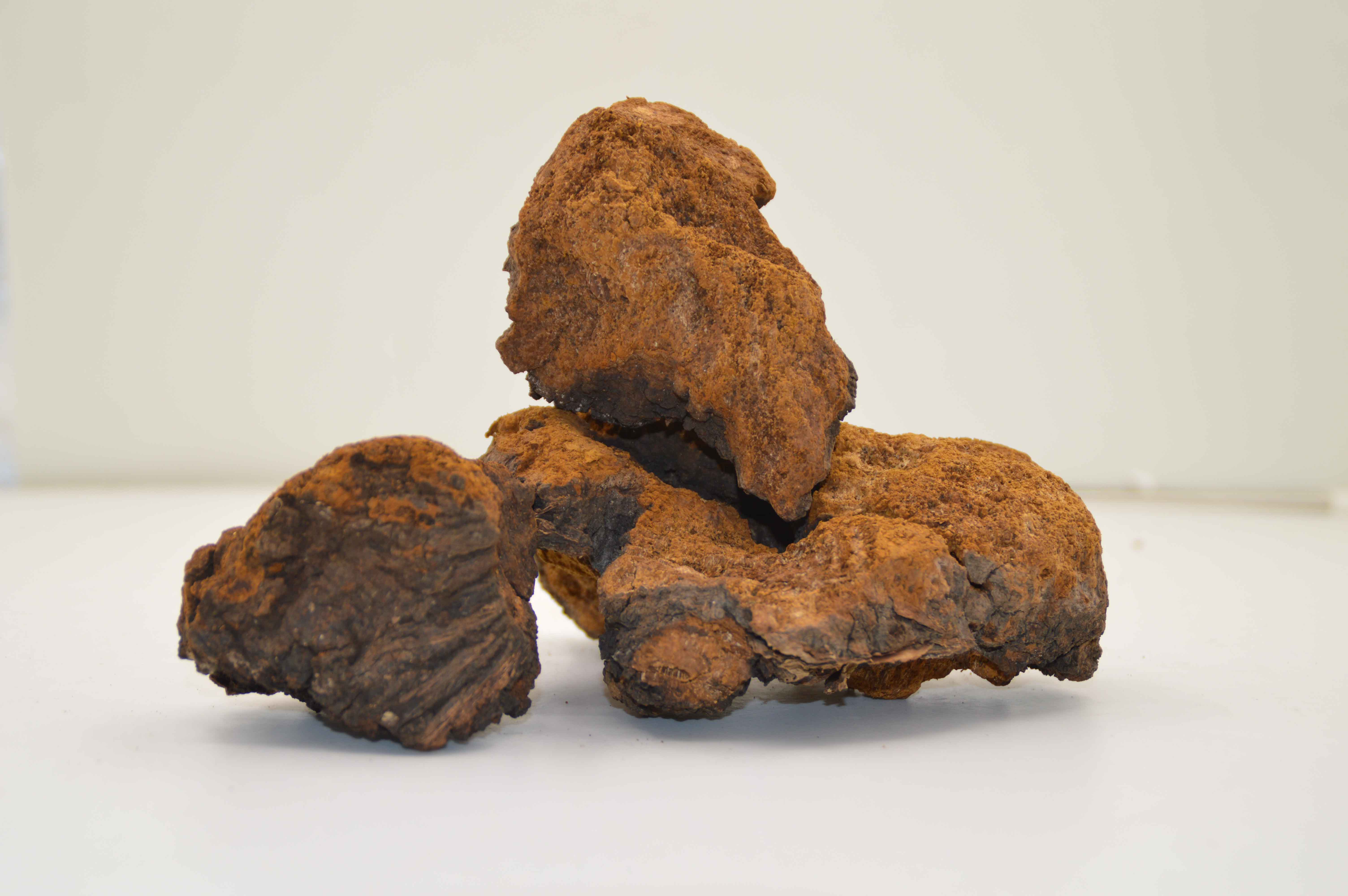 Chaga- Organic Mushroom Extract Capsule