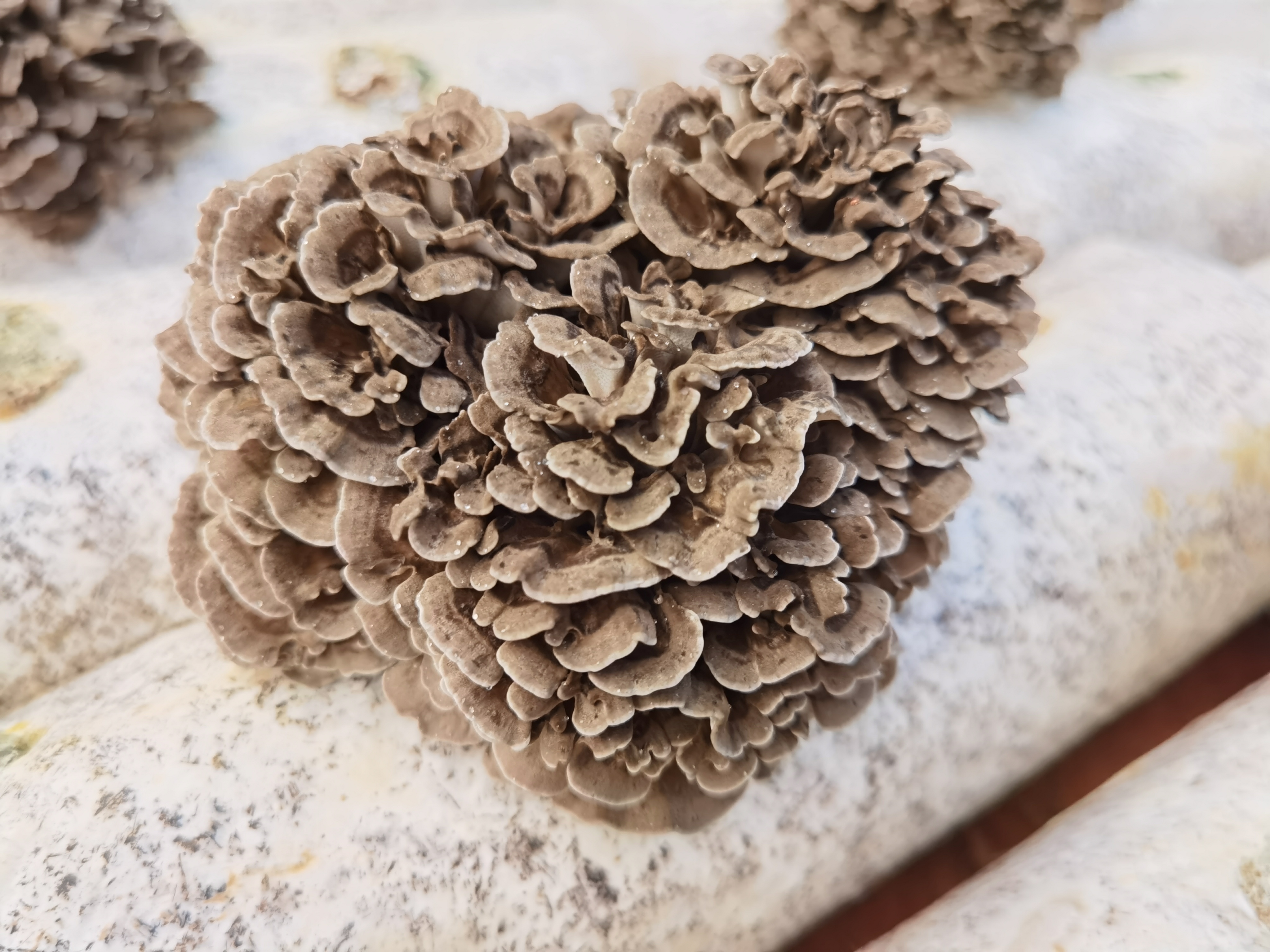 Maitake- Organic Mushroom Extract Bulk Powder