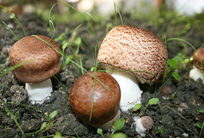 Agaricus-Blazei