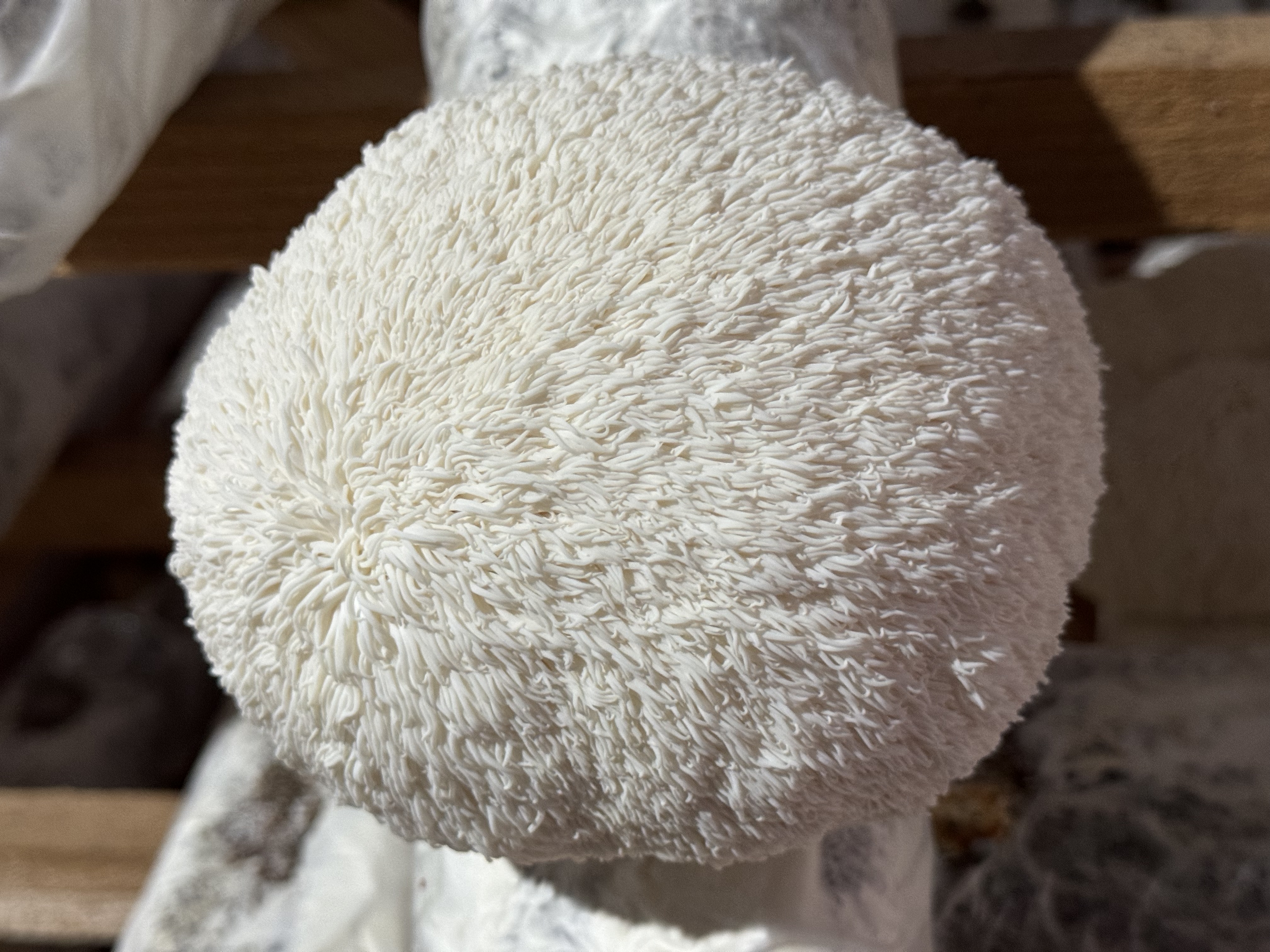 Lion's Mane - Organic Mushroom Extract Capsule