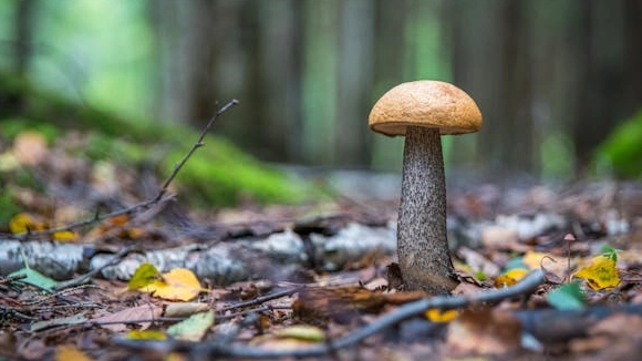 A natural choice for boosting immunity: Mushroom dietary supplements