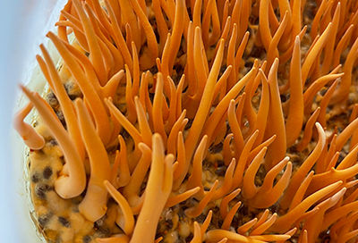 Cordyceps-Militaris