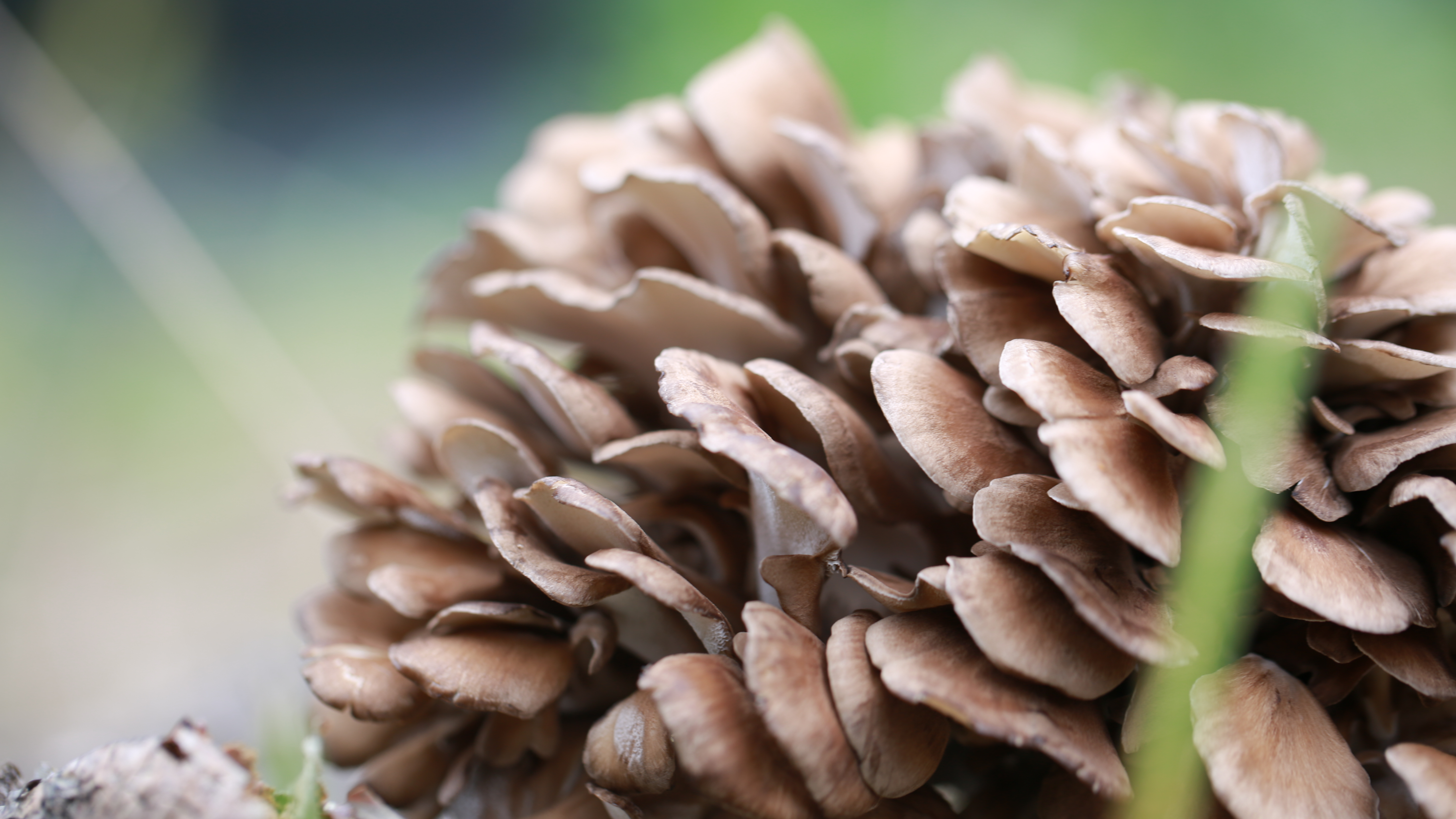 Powerful Immune Mushroom - Grifola Frondosa