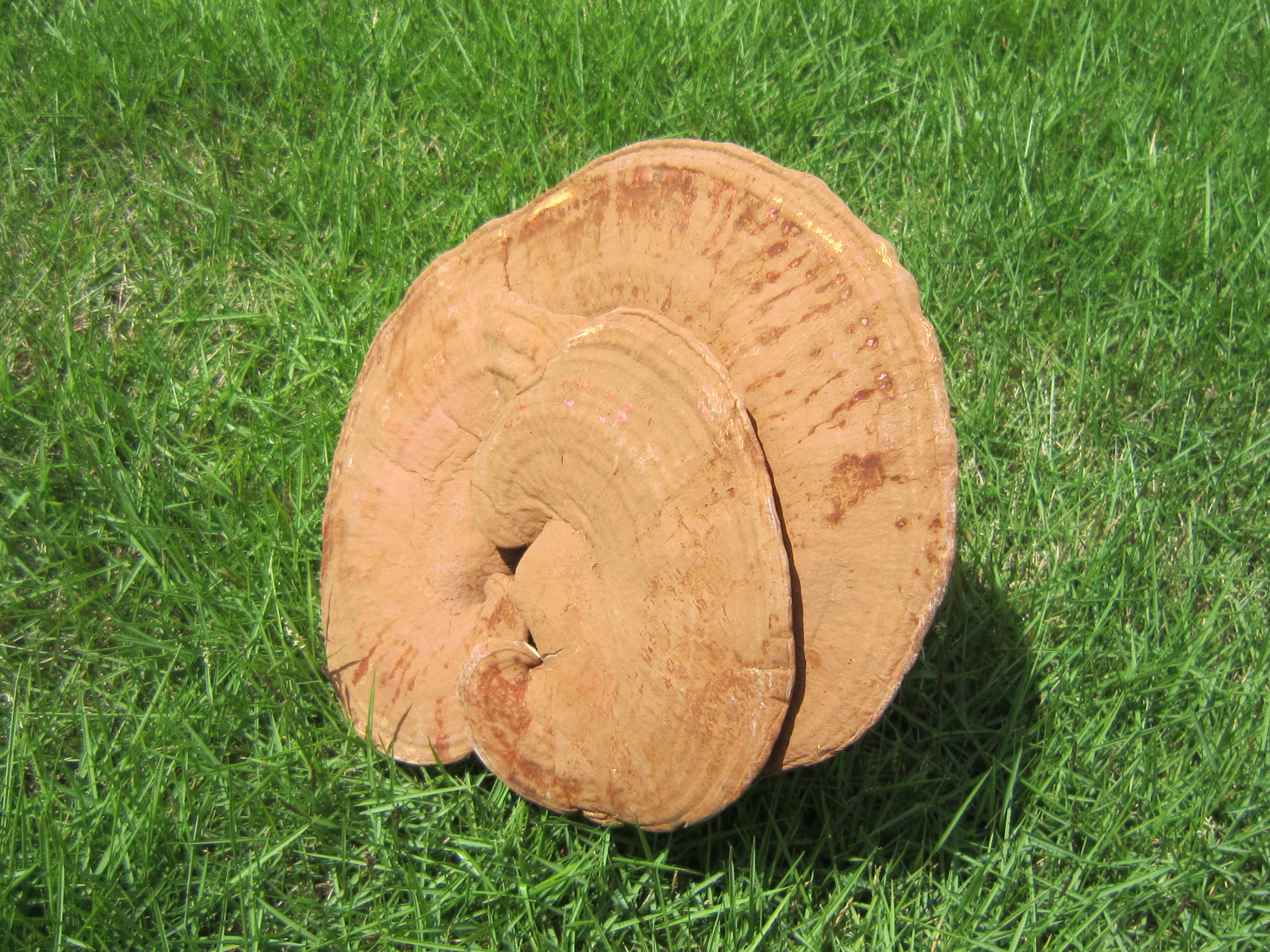 Reishi - Organic Mushroom Extract Capsule