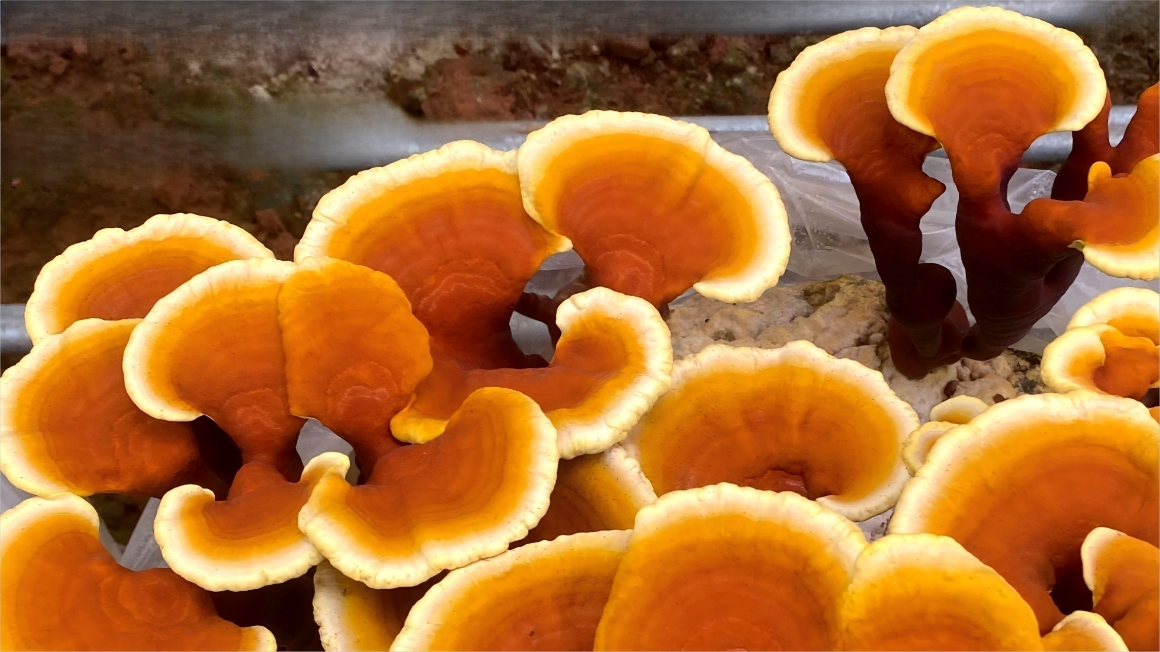 Benefits of Ganoderma lucidum (Reishi): Multi-Effective and All-Purpose
