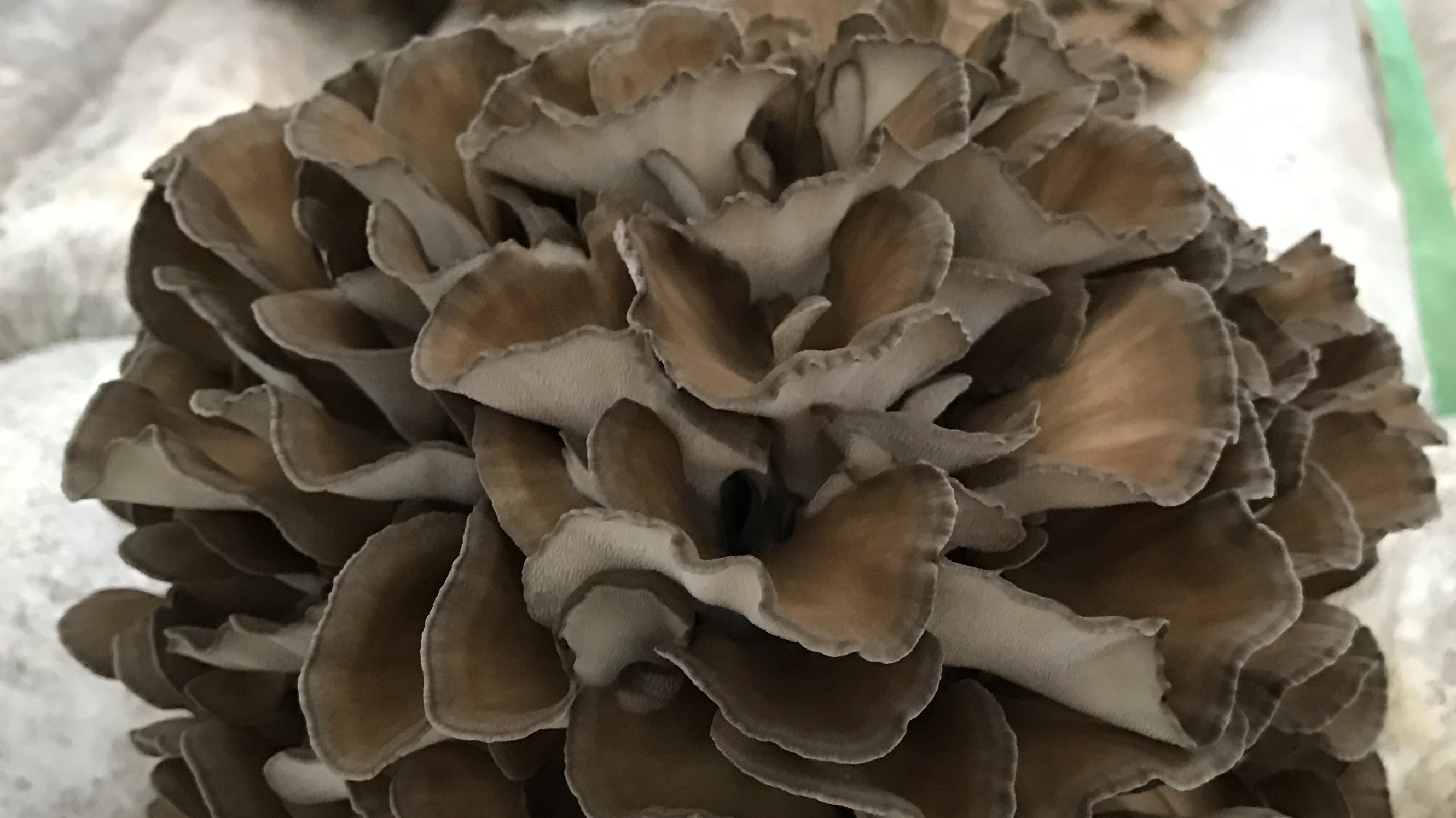 2017-11-16 091816_2661_1496.jpg