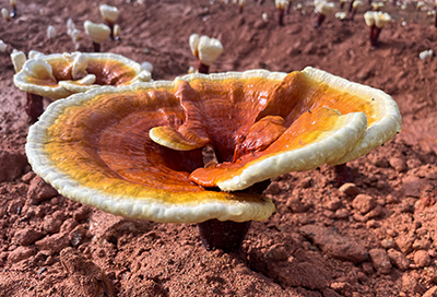 Ganoderma-lucidum（Reishi）3