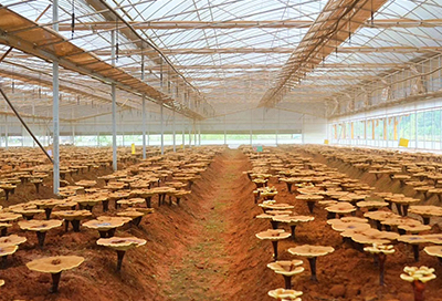 Ganoderma-lucidum（Reishi）2